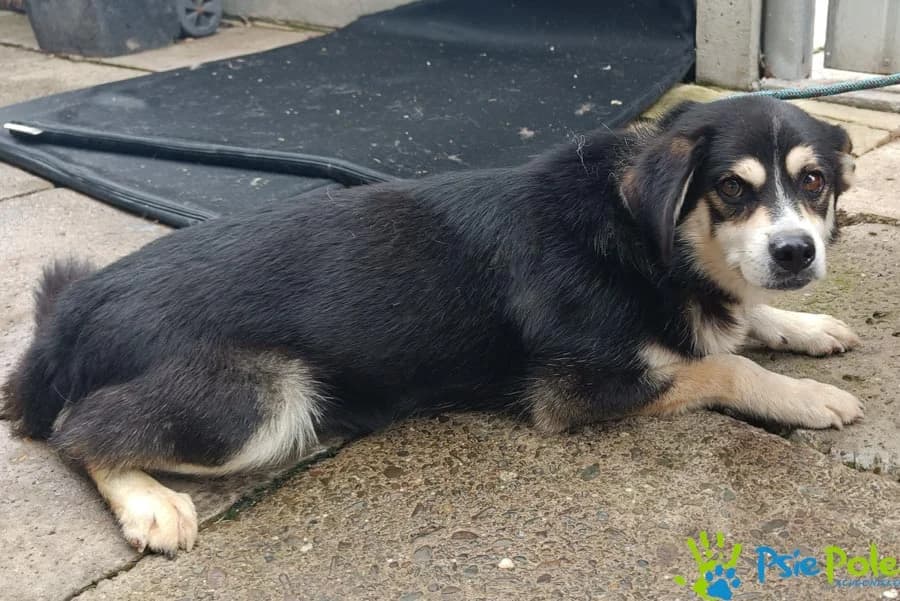 EMPIK, male young Mixed Breed for adoption at Schronisko Psie Pole