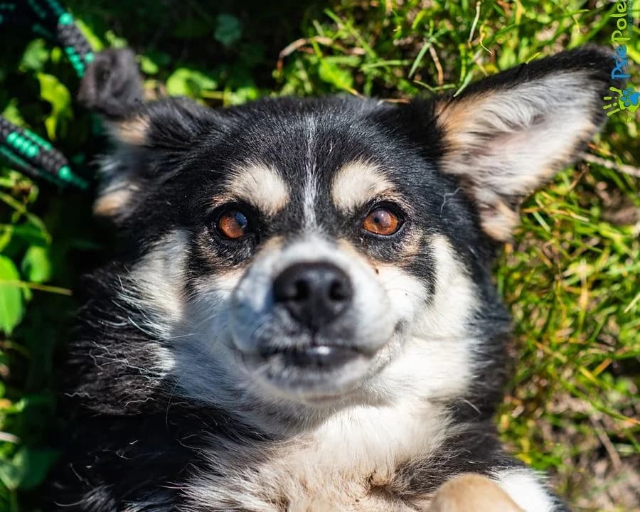 EMPIK, male young Mixed Breed for adoption at Schronisko Psie Pole
