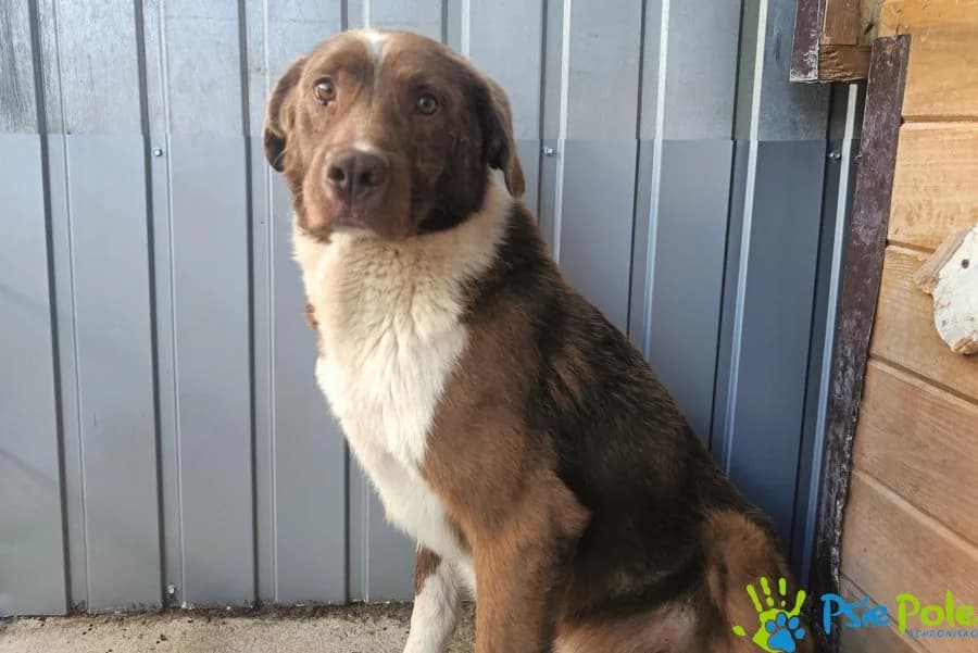 LOVE, male 6yo Mixed Breed for adoption at Schronisko Psie Pole