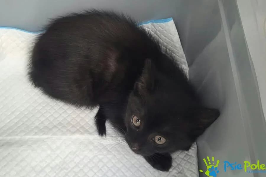 Kotek TOTO, female puppy Mixed Breed for adoption at Schronisko Psie Pole