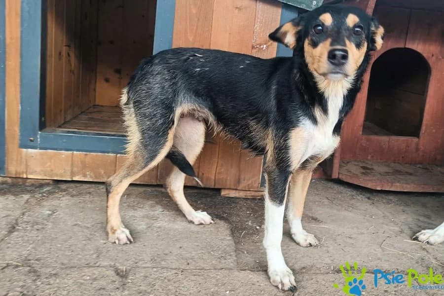 TINKA z Wodzisławia, female young Mixed Breed for adoption at Schronisko Psie Pole