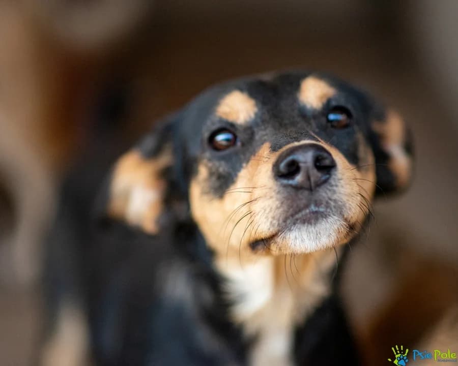 TINKA z Wodzisławia, female young Mixed Breed for adoption at Schronisko Psie Pole