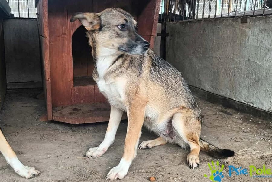 TUNKA z Wodzisławia, female young Mixed Breed for adoption at Schronisko Psie Pole
