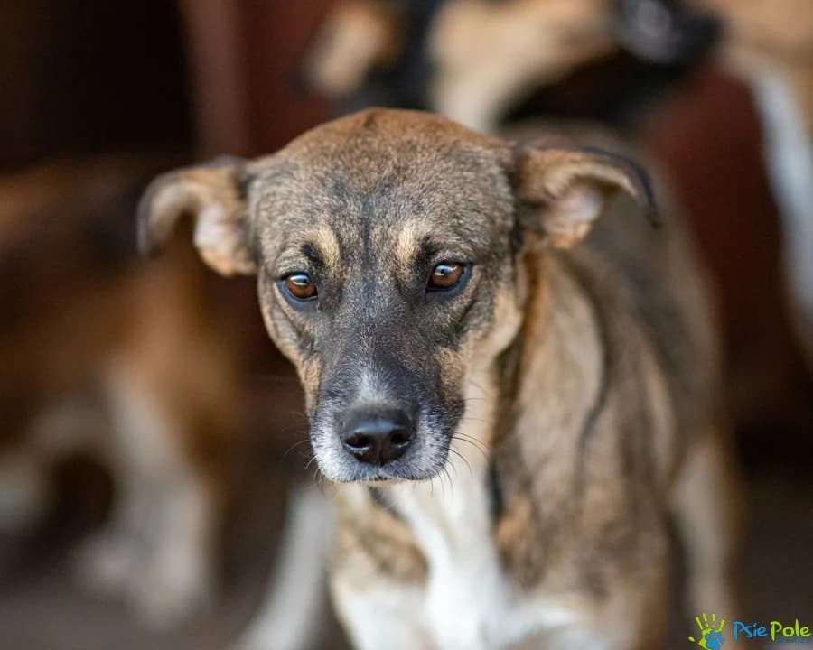TUNKA z Wodzisławia, female young Mixed Breed for adoption at Schronisko Psie Pole