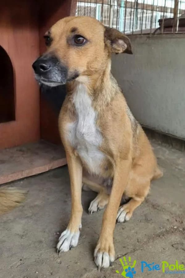 KAŚKA z Wodzisławia, female 5yo Mixed Breed for adoption at Schronisko Psie Pole