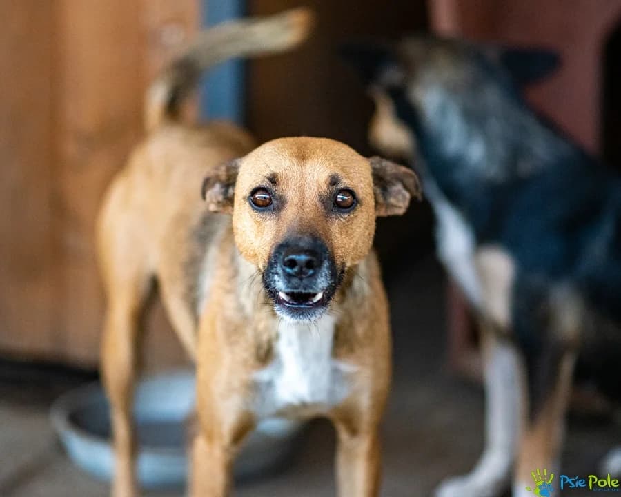 KAŚKA z Wodzisławia, female 5yo Mixed Breed for adoption at Schronisko Psie Pole