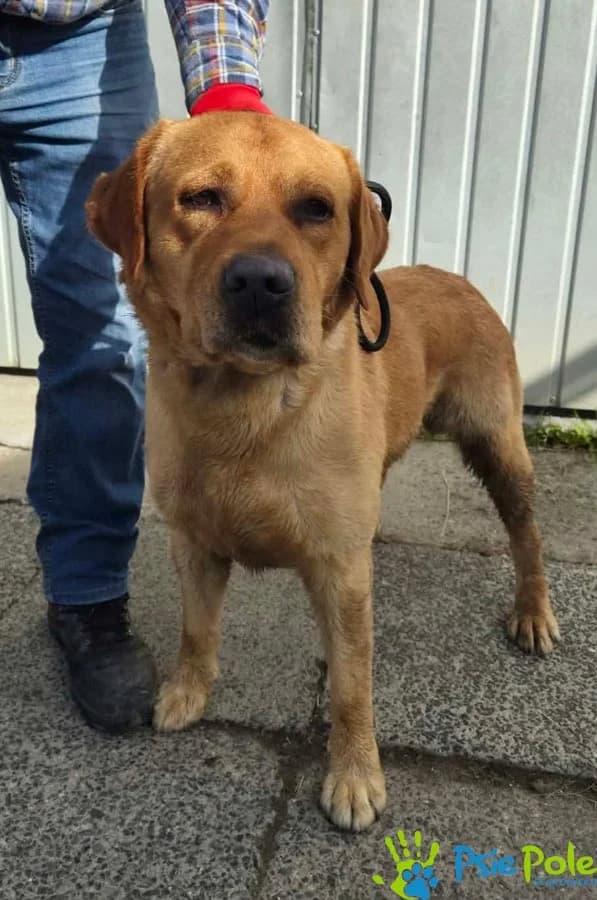 PODRÓŻNIK, male young Mixed Breed for adoption at Schronisko Psie Pole