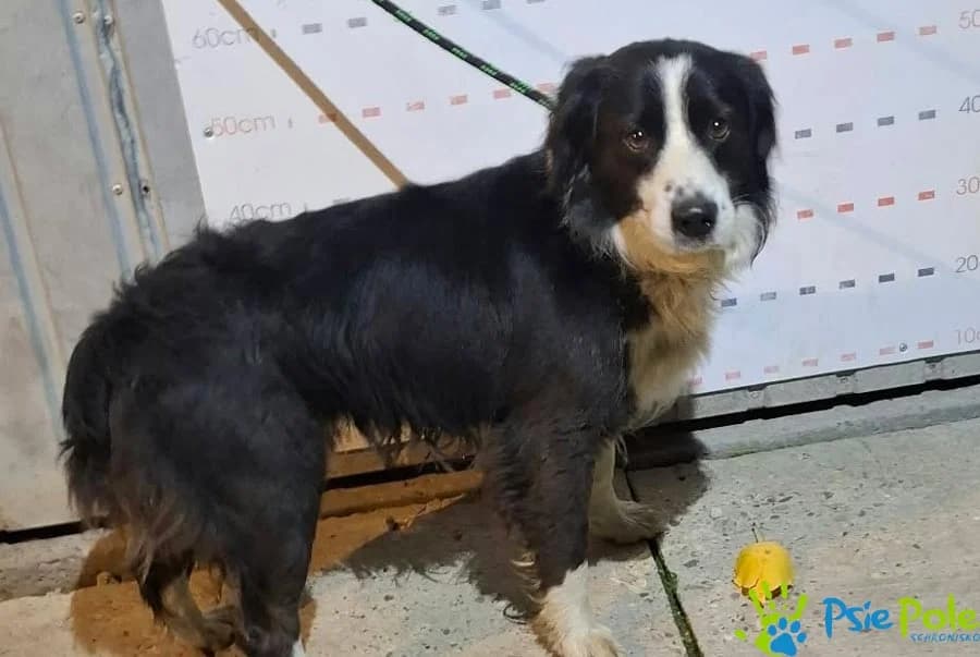 VEGAS, male puppy Mixed Breed for adoption at Schronisko Psie Pole