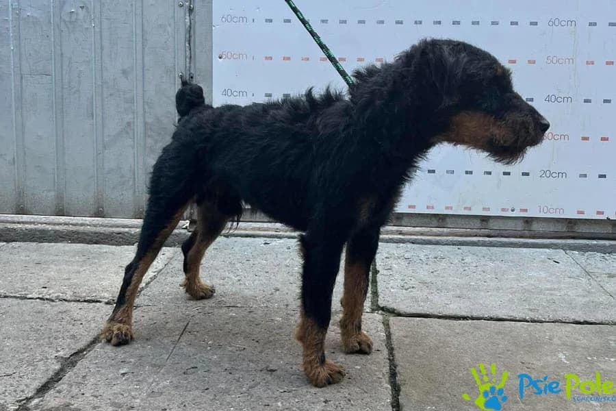 NEPTRUŚ, male young Mixed Breed for adoption at Schronisko Psie Pole