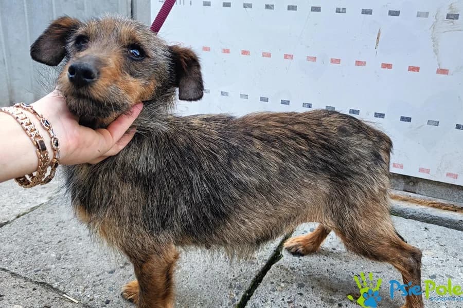 PSTRYCZKA rezerwacja, female senior Mixed Breed for adoption at Schronisko Psie Pole