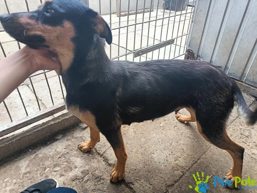 PABLINKA, female 4yo Mixed Breed for adoption at Schronisko Psie Pole