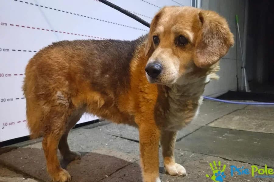 BABUSIA BIGLUSIA, female senior Mixed Breed for adoption at Schronisko Psie Pole