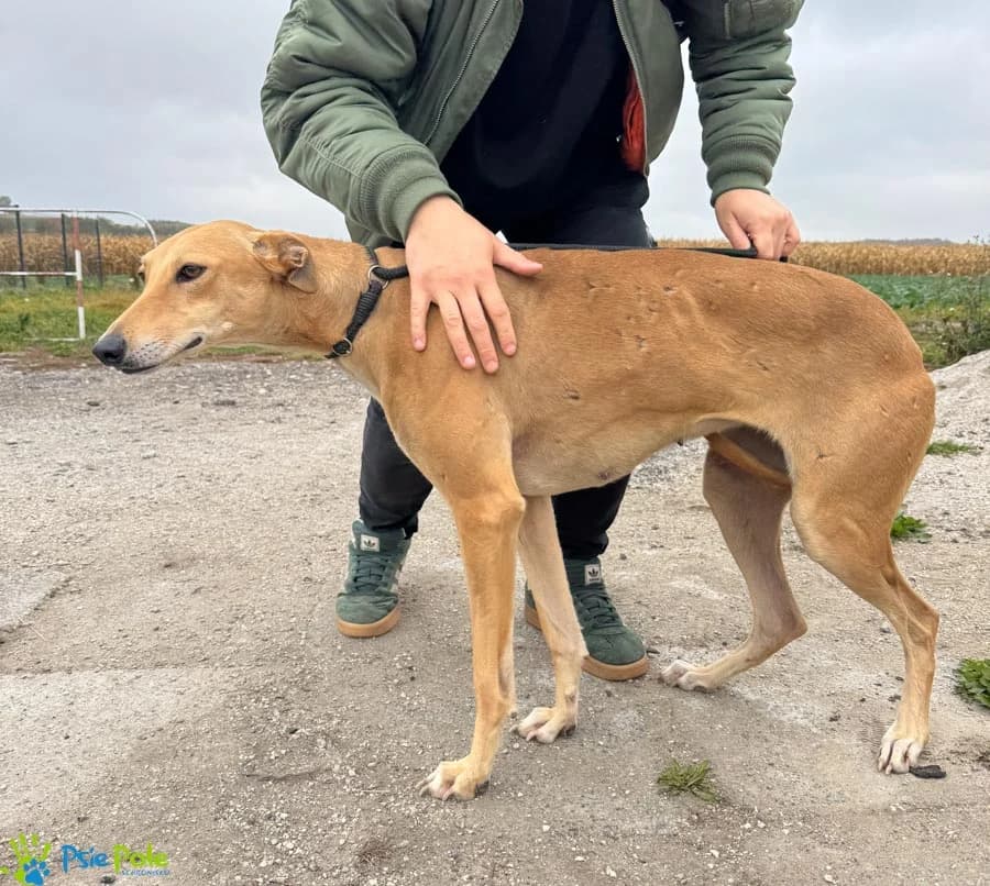 INKA rezerwacja, female young Mixed Breed for adoption at Schronisko Psie Pole