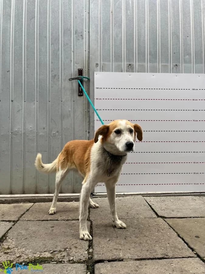 CHEDAR, male senior Mixed Breed for adoption at Schronisko Psie Pole