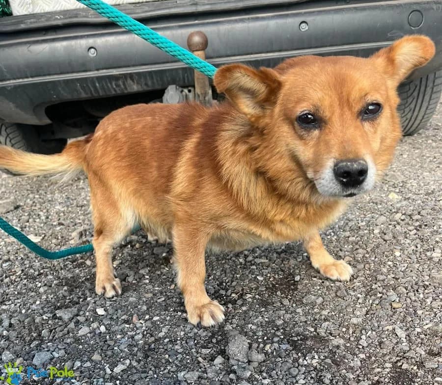 KWARC, senior Mixed Breed for adoption at Schronisko Psie Pole