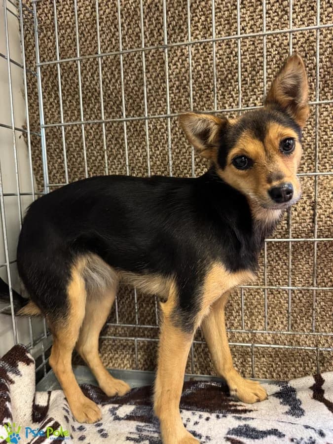 ERISKA REZERWACJA, female puppy Mixed Breed for adoption at Schronisko Psie Pole