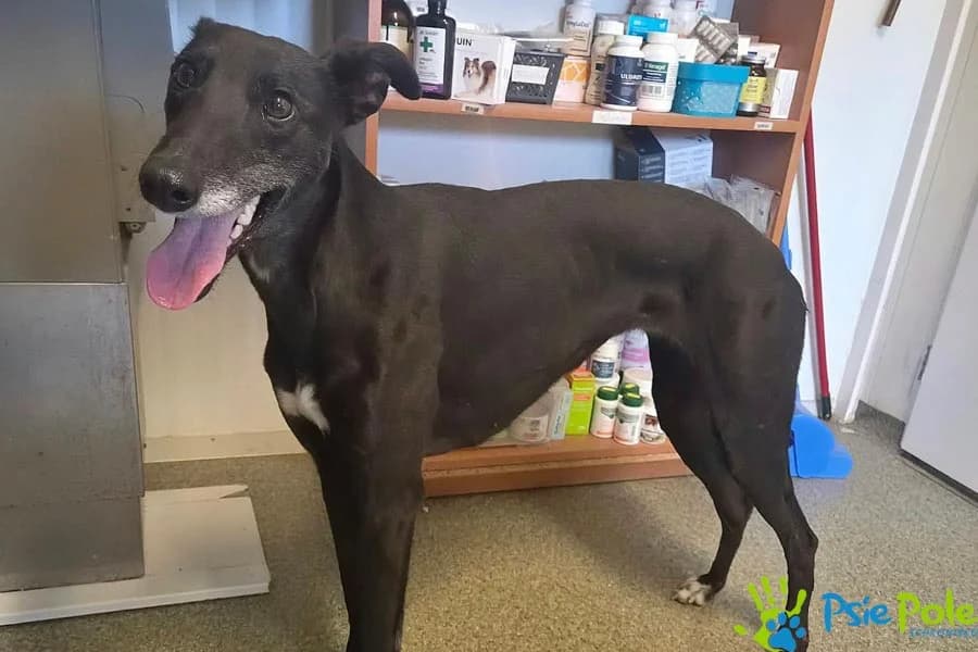 SENIORITKA, female 3yo Mixed Breed for adoption at Schronisko Psie Pole