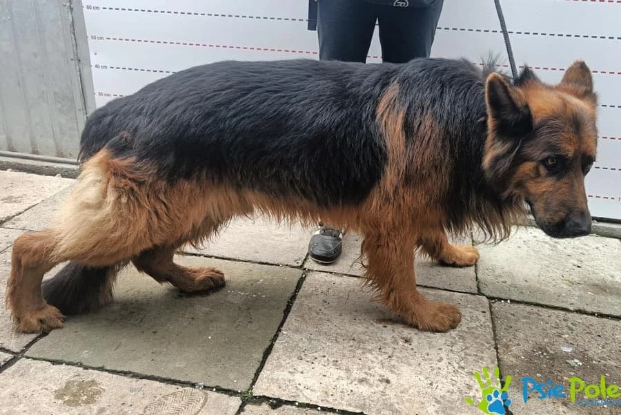BARYŚ, male 3yo Mixed Breed for adoption at Schronisko Psie Pole