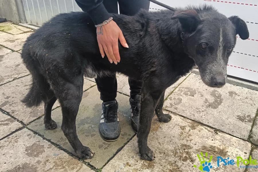 MAURYCY, male senior Mixed Breed for adoption at Schronisko Psie Pole