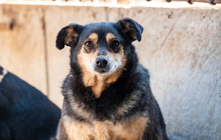 KRYSTYNA, female 6yo Mixed Breed for adoption at Schronisko Psie Pole