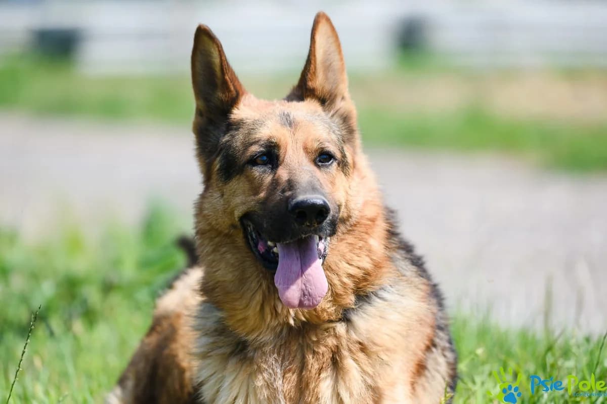ESPO, male 6yo Mixed Breed for adoption at Schronisko Psie Pole