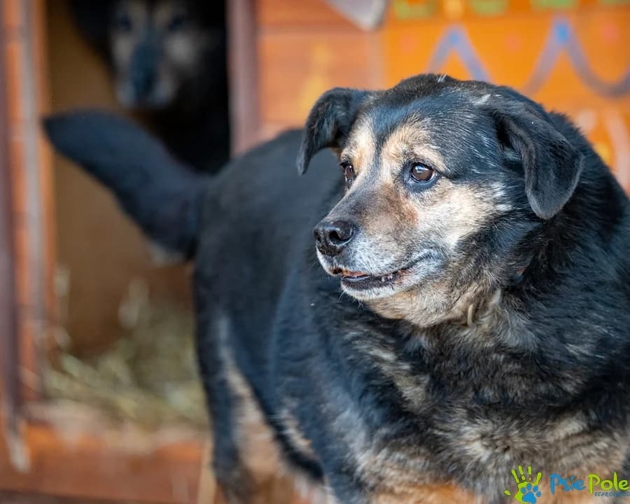 LUDEK, male senior Mixed Breed for adoption at Schronisko Psie Pole