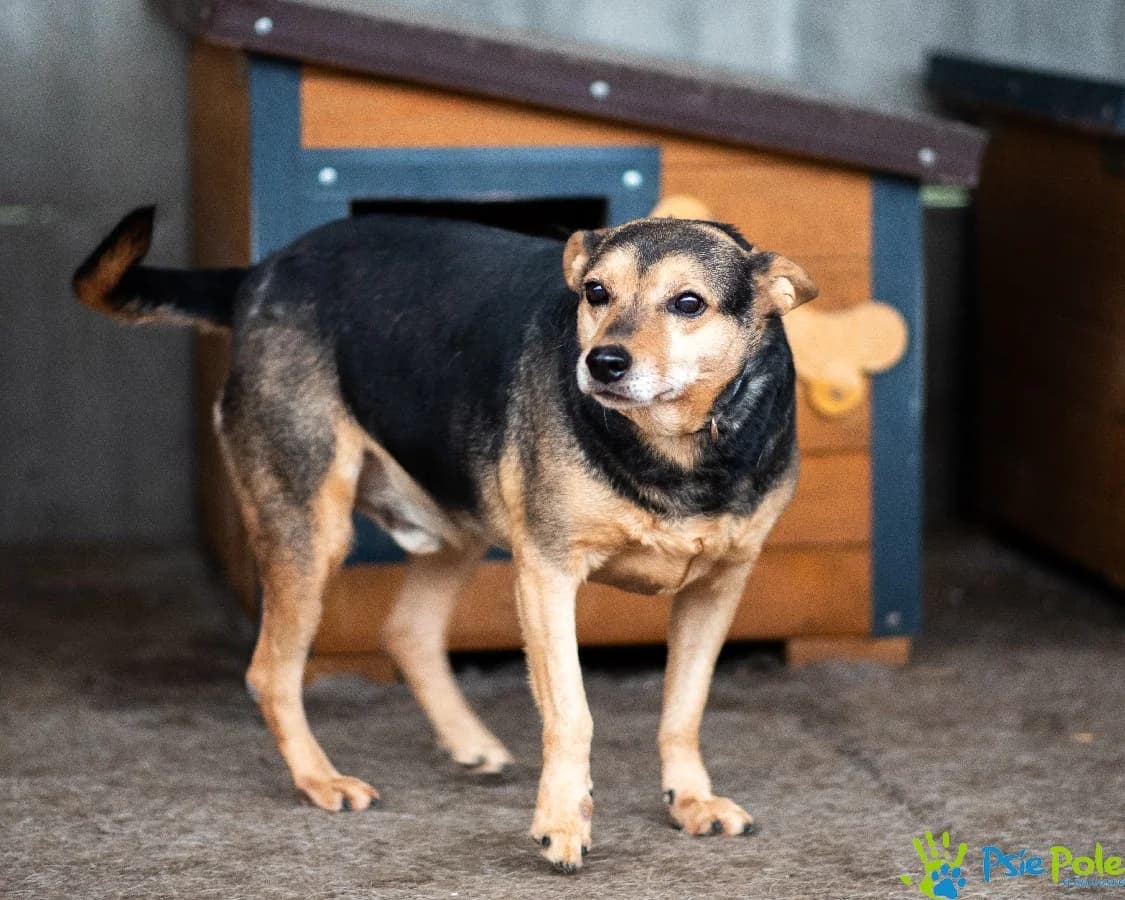 BILON, male 5yo Mixed Breed for adoption at Schronisko Psie Pole