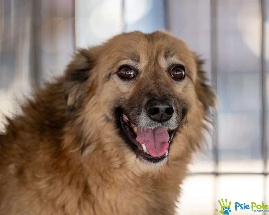 KARMENEK, male 4yo Mixed Breed for adoption at Schronisko Psie Pole