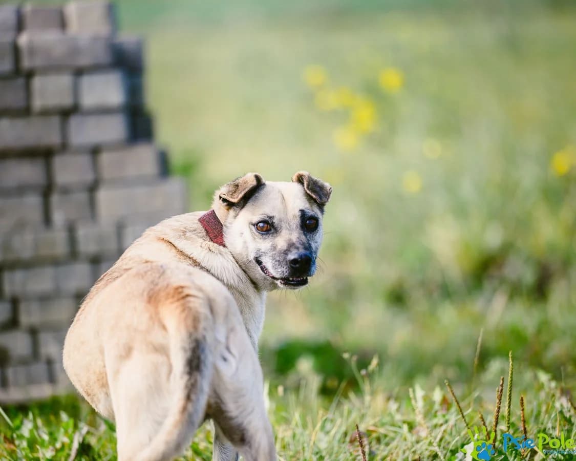 REVLON, male 7yo Mixed Breed for adoption at Schronisko Psie Pole