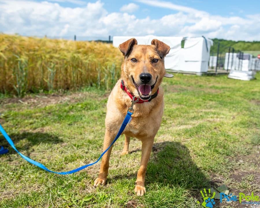 BRONEK, male 6yo Mixed Breed for adoption at Schronisko Psie Pole
