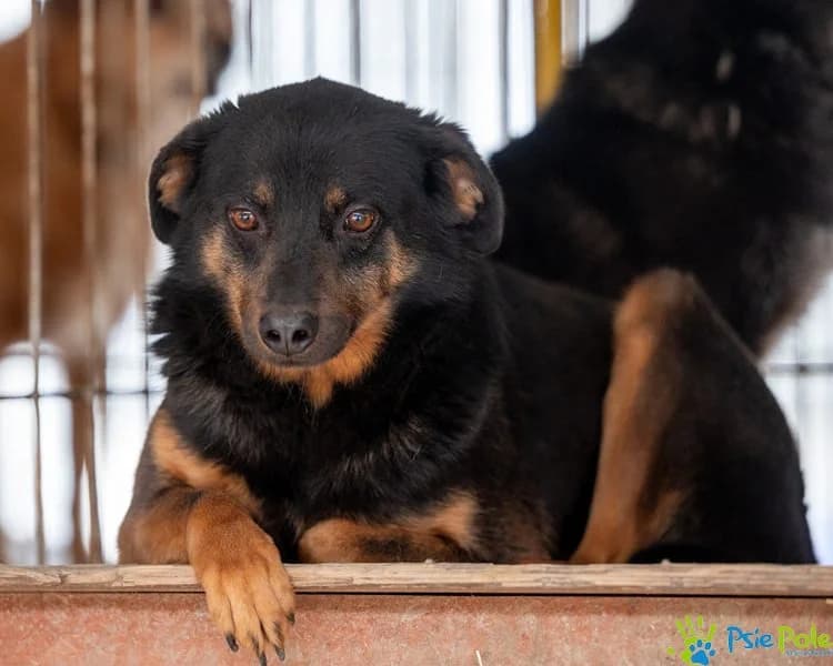 LOPEZ, male young Mixed Breed for adoption at Schronisko Psie Pole