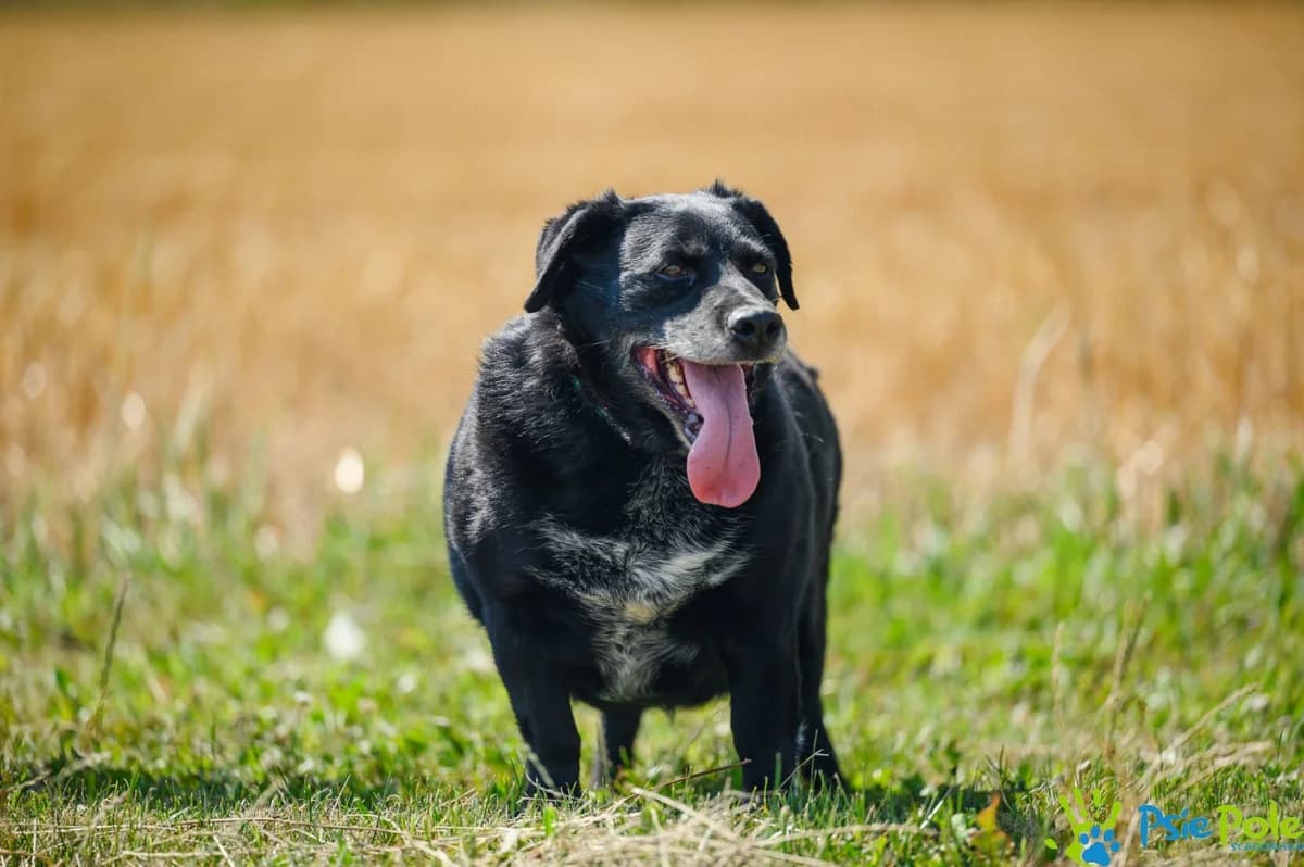BOGDAN, male senior Mixed Breed for adoption at Schronisko Psie Pole