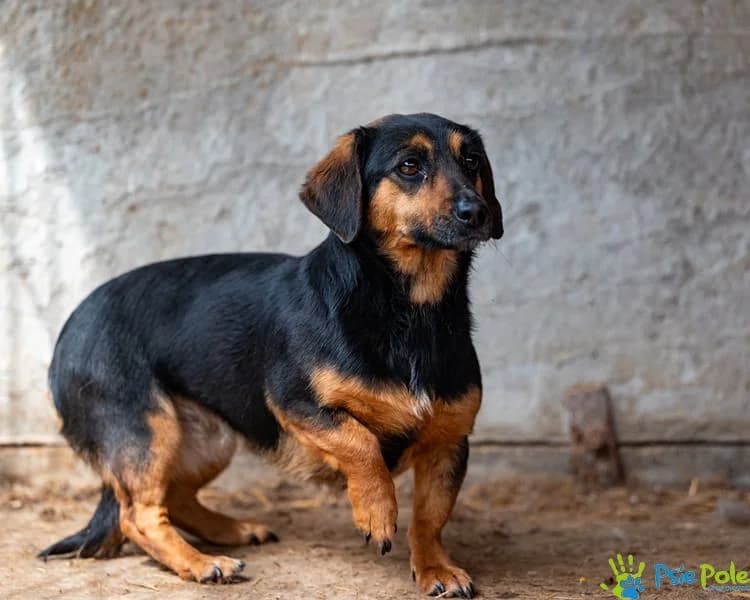 SASETKA, female 3yo Mixed Breed for adoption at Schronisko Psie Pole