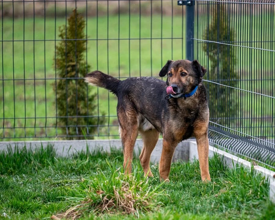 LOU, male 6yo Mixed Breed for adoption at Schronisko Psie Pole