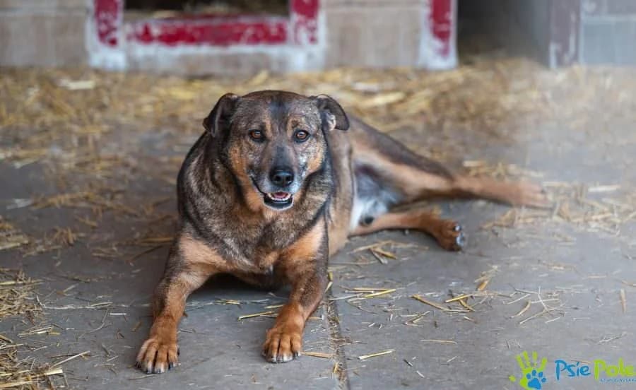 OX, male 4yo Mixed Breed for adoption at Schronisko Psie Pole
