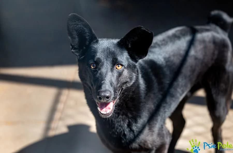 MŁOCIO, male 4yo Mixed Breed for adoption at Schronisko Psie Pole