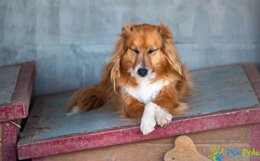 SZPENIO, male 4yo Mixed Breed for adoption at Schronisko Psie Pole