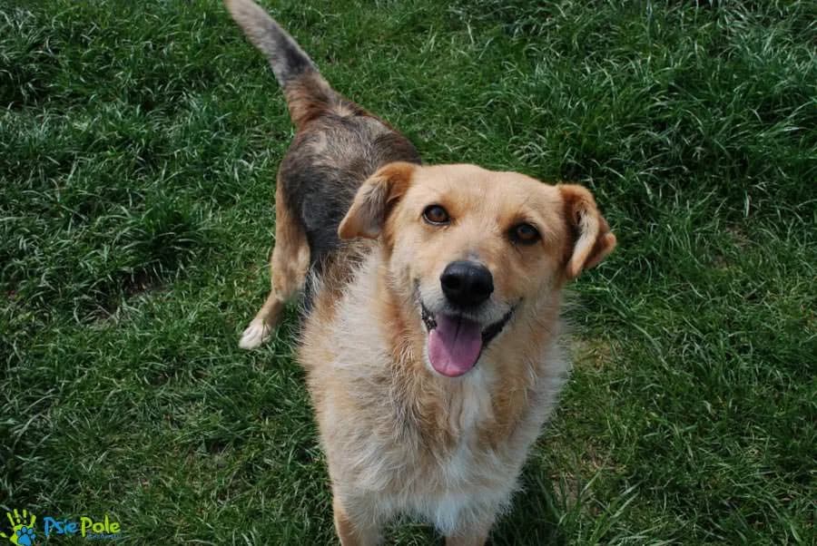 WIEWIÓR, male 4yo Mixed Breed for adoption at Schronisko Psie Pole