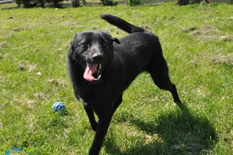 WŁODEK, male 4yo Mixed Breed for adoption at Schronisko Psie Pole