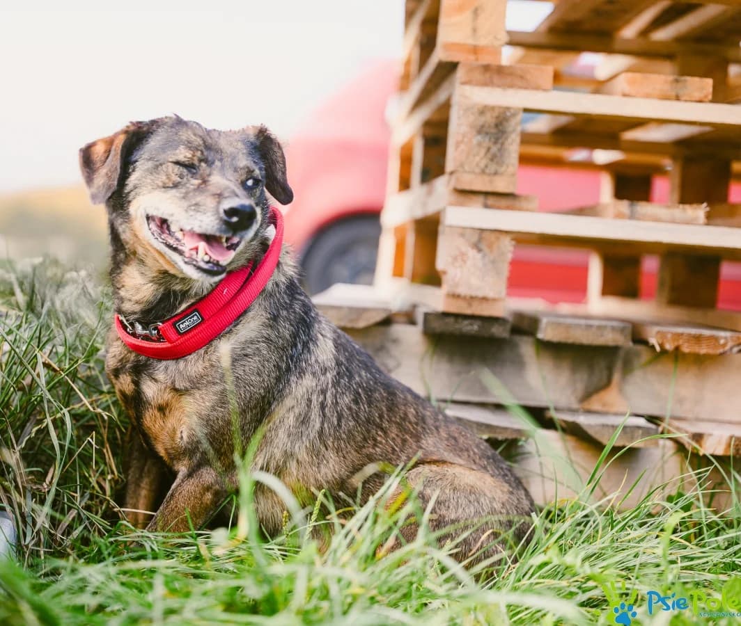 PRZEURODNY, male senior Mixed Breed for adoption at Schronisko Psie Pole