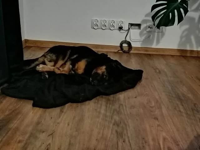 UŁAMEK, 4yo Mixed Breed for adoption at Schronisko Psie Pole