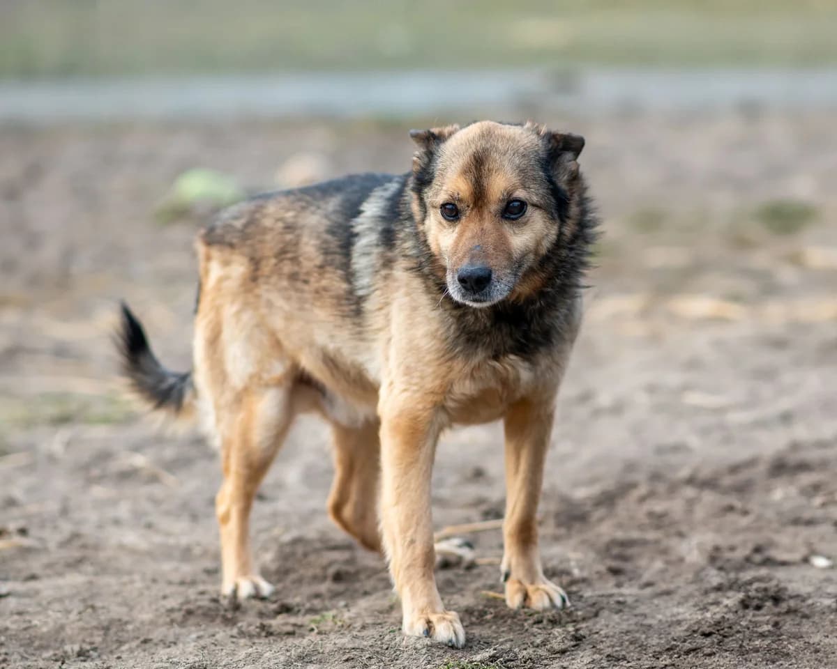 DEXTER, male senior Mixed Breed for adoption at Schronisko Psie Pole