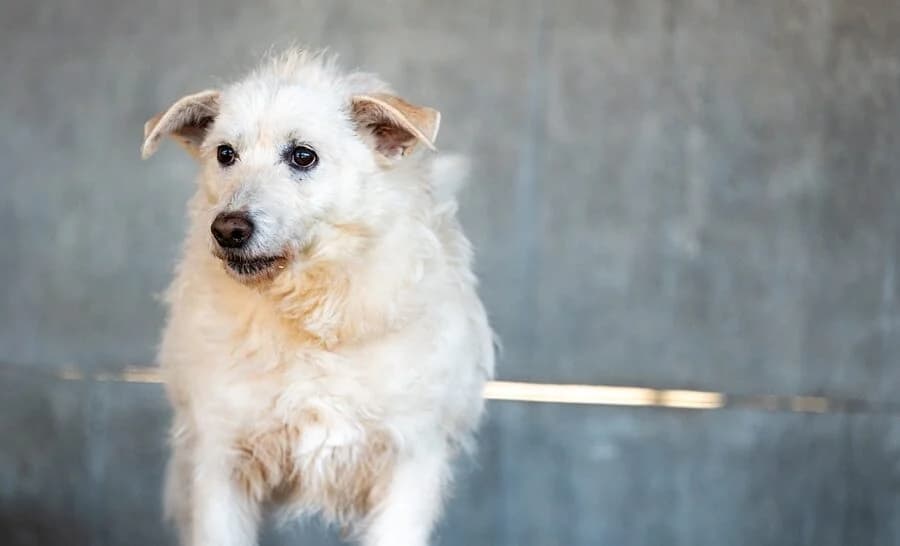 POLI, male 4yo Mixed Breed for adoption at Schronisko Psie Pole