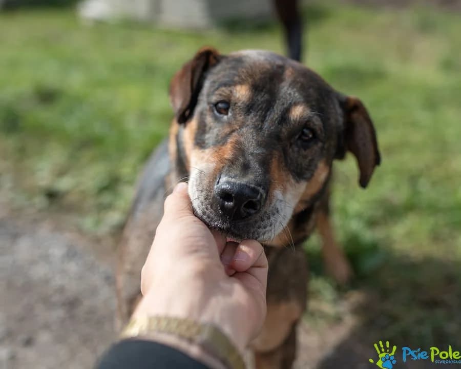 GROMEK, male 7yo Mixed Breed for adoption at Schronisko Psie Pole