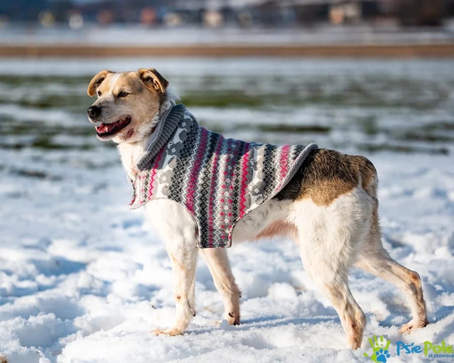 ALPINISTA, male 3yo Mixed Breed for adoption at Schronisko Psie Pole