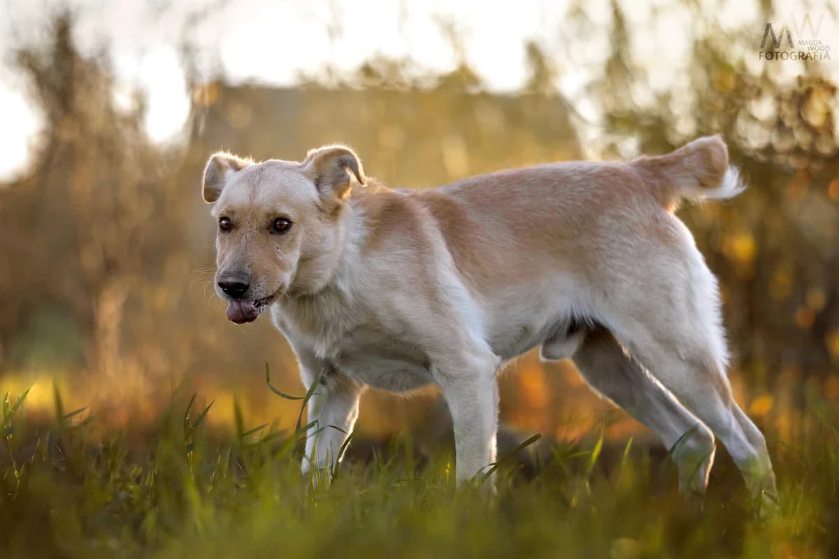 KRASZ, male 4yo Mixed Breed for adoption at Schronisko Psie Pole