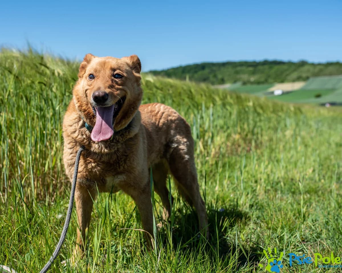PAMELA, female 3yo Mixed Breed for adoption at Schronisko Psie Pole