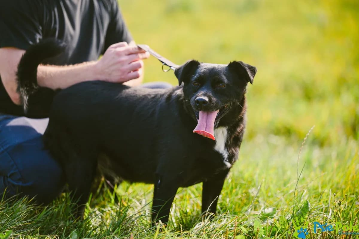 ENERGICZNY, male 4yo Mixed Breed for adoption at Schronisko Psie Pole