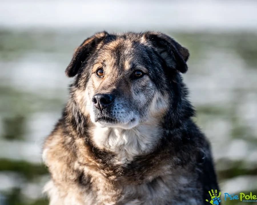 MOKI, male 7yo Mixed Breed for adoption at Schronisko Psie Pole