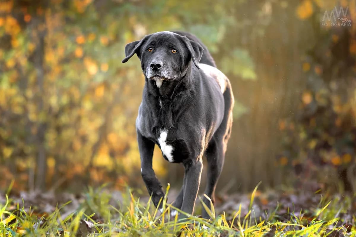 BLABLADOR JERY, male 6yo Mixed Breed for adoption at Schronisko Psie Pole
